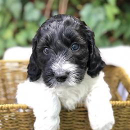 Australian Labradoodles, Labradoodles, and Poodles from Classic Poodles and Doodles