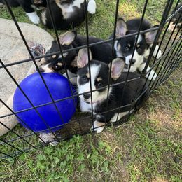 Pembroke Welsh Corgi Puppies from Trails End Corgis