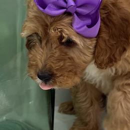 Donna - Red  female Goldendoodle puppy in Mint Hill, North Carolina from DoodleForever