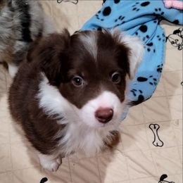 Cider - Red tri-color male Australian Shepherd puppy in Lubbock, Texas from Barn Raised Aussies