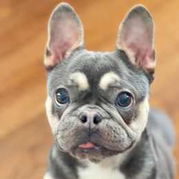 Bella - French Bulldog