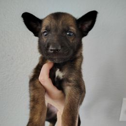 Boy 1 - Fawn male Belgian Malinois puppy in Marshall, Michigan from Dream K9
