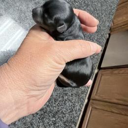 Max - Black and tan male Yorkshire Terrier puppy in Gatesville, Texas from Cuddles of Cuteness