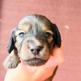 Magnolia - Cream female Dachshund puppy in Sylvania, Alabama from Yancey’s Doxies