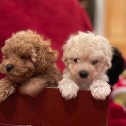 Poodle Puppies from Caboodles Of Poodles