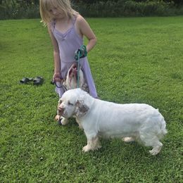 Lovey - Clumber Spaniel