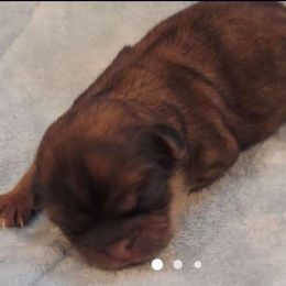 Shih Tzu Puppies from N.F.S.T Imperial ShihTzu Puppies.