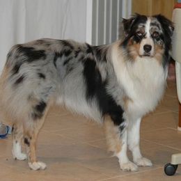 Australian Shepherd All Grown Up from Shallowbrook Farm