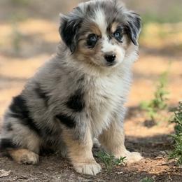 Tiger Lily - Blue merle female Miniature American Shepherd puppy in Wheatland, Wyoming from Jorvik Australian Shepherds