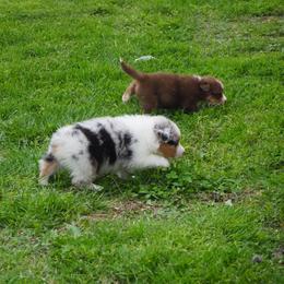 Corona - Blue merle male Australian Shepherd puppy in Cape Girardeau, Missouri from Promise Keeper Kennel