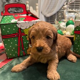 Finch - Red  male Goldendoodle puppy in Greenville, South Carolina from Law Doodles of SC