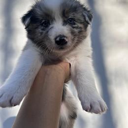 Australian Shepherd Puppies from In the Piney Woods ETX