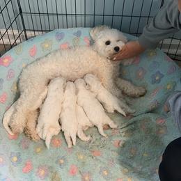 Bichon Frise Puppies from Bichons Of Hampstead