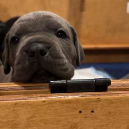Yellow - Black female Cane Corso puppy in Homeland, California from Dal Deserto Cane Corso