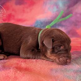 Green Collar Male Amethyst and Sage - Red and rust male Doberman Pinscher puppy in Spencer, Indiana from Jackson's Dobermans