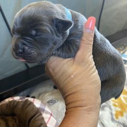 Boy 2 - Gray brindle Cane Corso puppy in Mercer, Pennsylvania from Midnight Cane Corso USA