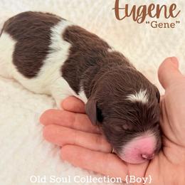 Eugene (Gene) - Parti male Goldendoodle puppy in Livermore, Colorado from Heritage Hills Family Doodles