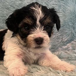 Poodles, Yorkipoos, and Yorkshire Terriers from Sweet as dessert puppies