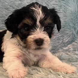 Poodles, Yorkipoos, and Yorkshire Terriers from Sweet as dessert puppies