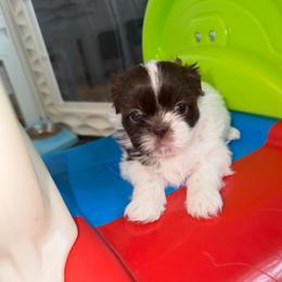 Lila - Liver and white female Shih Tzu puppy in Kettering, Ohio from The Ruff Life Tribe