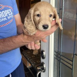 Dachshund Puppies from Loveland Doxies