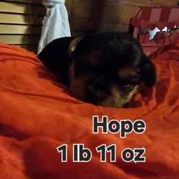 Hope - Black and tan female Morkie puppy in Terrell, Texas from PBJ Farms