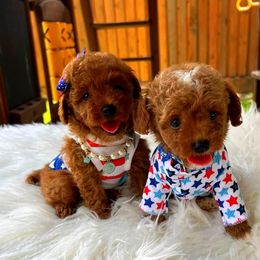 Maltipoo Puppies from Celebrity Maltipoos