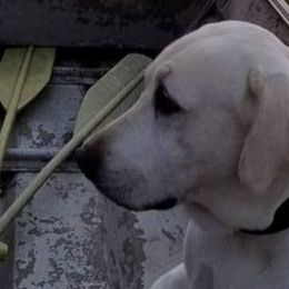 Labrador Retrievers from Chien du bayou