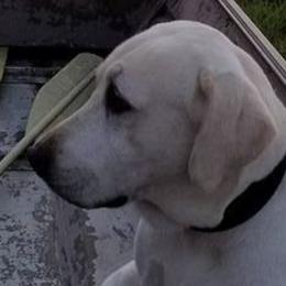 Labrador Retrievers from Chien du bayou
