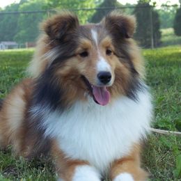 Jazzy - Shetland Sheepdog