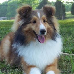 Jazzy - Shetland Sheepdog