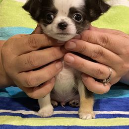 Chihuahua Puppies from TipTop Chihuahuas