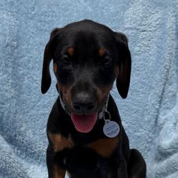 Gregory (Silver Collar) - Black and rust male Doberman Pinscher puppy in Centralia, Missouri from TopSpots Farm