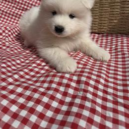 Boy 2 Dark green collar - White male Samoyed puppy in Glasgow, Kentucky from Bluegrass Samoyeds