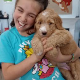 Madison - Red female Bernedoodle puppy in Woodland, Georgia from Bethel Doodle Ranch