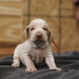 Girl 3 - White and orange female Bracco Italiano puppy in Williamsburg, Virginia from Eastern Breeze