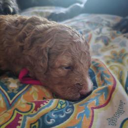Jolene - Pink Collar - Red female Double Doodle puppy in Rowlett, Texas from Parrish Precious Ones Texas