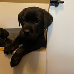 Labrador Retriever Puppies from Cedar Lake Labradors