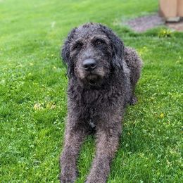 Curly - Labradoodle