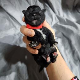 Red Female - Black and white female Schnoodle puppy in Lehi, Utah from KK Schnauzers