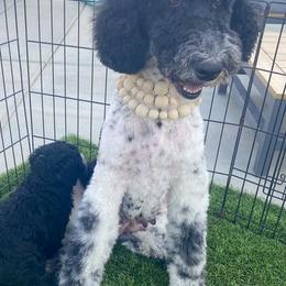 Assorted Doodle Crosses, Bernedoodles, and Poodles from Lucky Day Doodles