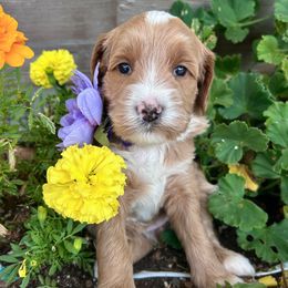 Mocha - Purple - Apricot female Australian Labradoodle puppy in Citrus Heights, California from Elite Blend Labradoodles