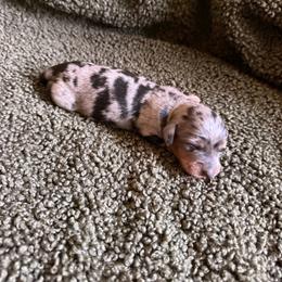 Marble - Dapple female Dachshund puppy in Madera, California from Royal Dachshunds