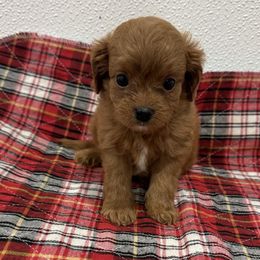 Cavalier King Charles Spaniel and Cavapoo Puppies from TMJ Dachshunds & More
