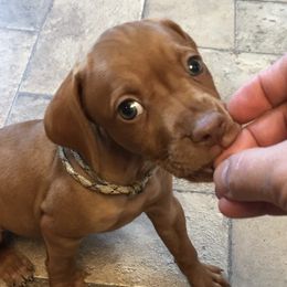 Vizslas from Battenkill Country Kennels LLC