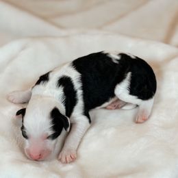 Cappuccino - Black and white male Sheepadoodle puppy in Cleveland, Tennessee from Narrow Path Old English & Sheepadoodles