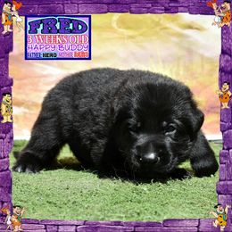 FRED  FLINTSTONE - Black male German Shepherd puppy in Murrieta, California from Diamond Oaks German Shepherds