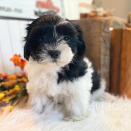 Cavapoo and Coton de Tulear Puppies from Big Gulch Puppies