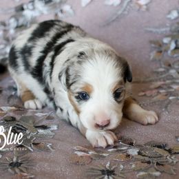 Miniature Australian Shepherd Puppies from Painted Blue Aussies