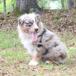 Cricket - Red merle male Australian Shepherd puppy in Macon, Georgia from Shaina’s Shepherds